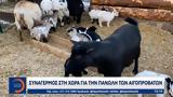 Συναγερμός,synagermos