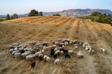 Κέλλας, Ρουμανία,kellas, roumania