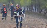 Φωτιά, Εύβοια, Βίντεο,fotia, evvoia, vinteo