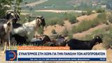 Συναγερμός,synagermos