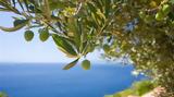 Καθολική, Ελαιοχώρι,katholiki, elaiochori