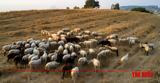 Δυτική Ελλάδα, Πύργο, Αγρίνιο,dytiki ellada, pyrgo, agrinio