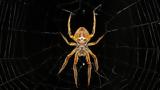 Αράχνη, Πόσο,arachni, poso