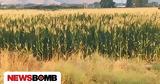 Σόργο,sorgo