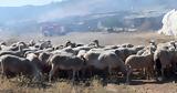 Operation, Western Greece,-ruminants