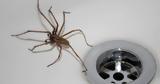 Αράχνες, Ελλάδα,arachnes, ellada