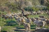 Πανώλη, Αίτημα,panoli, aitima