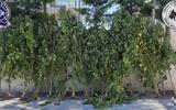 Καλλιεργούσε, Πέλλα 20, VIDEO,kalliergouse, pella 20, VIDEO