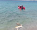 Καλαμάτα, Ελάφι, Αλμυρό,kalamata, elafi, almyro
