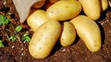 Naxos Potato Crisis, Drought,Poor Infrastructure Hit Production