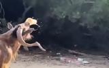 Τράγος, VIDEO,tragos, VIDEO