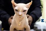 Bullycat,