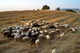 Συνεχίζονται, Περιφέρεια Δυτικής Ελλάδας,synechizontai, perifereia dytikis elladas