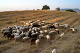 Πανώλη, Περαιτέρω,panoli, peraitero