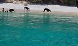 Λευκάδα, Αγριογούρουνα, Άτοκος,lefkada, agriogourouna, atokos