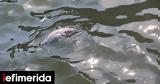 Thousands, Fish Found Dead,Volos Amid Flood Concerns