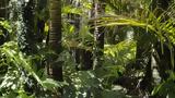 Tsimane, Αμαζονίου, Βολιβία,Tsimane, amazoniou, volivia