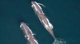 SAvE Whales,