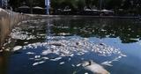 Παρέμβαση, Παγασητικό – Επείγουσα,paremvasi, pagasitiko – epeigousa
