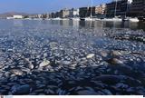 Βόλος, Προκαταρκτική, Εισαγγελία,volos, prokatarktiki, eisangelia