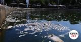 Νεκρά, Παγασητικό, Κλείνει, - Δίχτυ, Ξηριά,nekra, pagasitiko, kleinei, - dichty, xiria