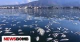Βόλος, Θέμα, ΜΜΕ,volos, thema, mme