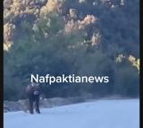 Ναύπακτος, Λύκοι,nafpaktos, lykoi