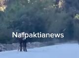 Ναυπακτία, Λύκοι, Ρέρεσι,nafpaktia, lykoi, reresi