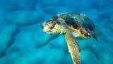 Ζάκυνθος, Ρεκόρ, Caretta,zakynthos, rekor, Caretta