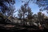 Μάκρη – Αναζητείται,makri – anaziteitai