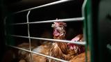 New Report Augurs Further Delay,Promised EU Animal Welfare Revolution