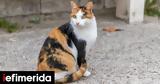 Βρετανία, Γάτα, -Πώς,vretania, gata, -pos