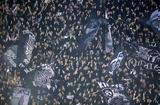 Πέμπτη, ΠΑΟΚ, Παναθηναϊκό,pebti, paok, panathinaiko