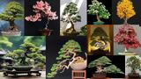 Bonsai, Πληροφορίες,Bonsai, plirofories