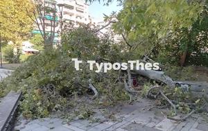 Θεσσαλονίκη, Δέντρο, Ναυαρίνου – ΦΩΤΟ, ΒΙΝΤΕΟ, thessaloniki, dentro, navarinou – foto, vinteo