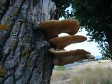 - Polyporus,