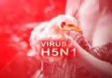 Ιός, H5N1,ios, H5N1