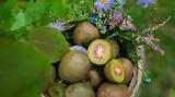 Incofruit Hellas, Όχι,Incofruit Hellas, ochi