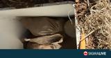 – Χειροπέδες, 27χρονο,– cheiropedes, 27chrono