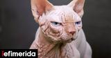 Bullycats, -Γιατί,Bullycats, -giati