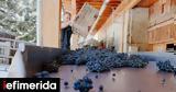 Early Grape Harvest, Greece, A Year,Challenges, Opportunities