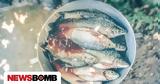 Τα πέντε ψάρια που πρέπει να σταματήσετε να τρώτε,