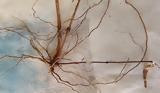 Δήμητρα Μαλταμπέ – Time-lapse, Έκθεση, FokiaNou Art Space,dimitra maltabe – Time-lapse, ekthesi, FokiaNou Art Space