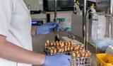 CDC, Έμπολα,CDC, ebola
