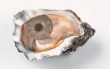 Τεστ, Αυτό,test, afto