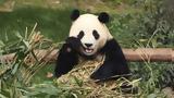 Δύο, Very Important Pandas, Κίνα, Ουάσινγκτον - Ενα,dyo, Very Important Pandas, kina, ouasingkton - ena