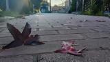 Καιρός, Πέφτει, Πέμπτη Video,kairos, peftei, pebti Video