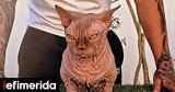 XL Bullycats, -Τι,XL Bullycats, -ti