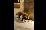 Αλεπού, OPAP Arena Βίντεο,alepou, OPAP Arena vinteo