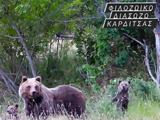 Καρδίτσα, Αρκούδα, Φιλοζωικό Σωματείο,karditsa, arkouda, filozoiko somateio